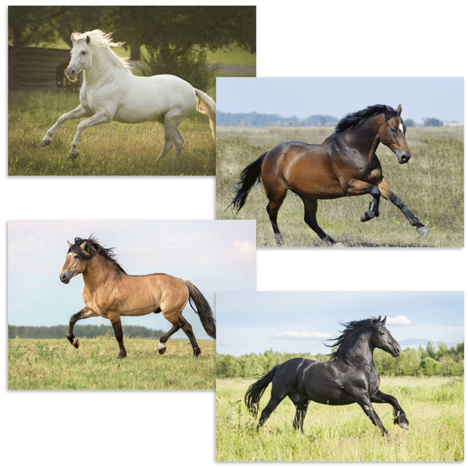Beloningskaarten 4613 Paarden 4 motieven, 96 stuks