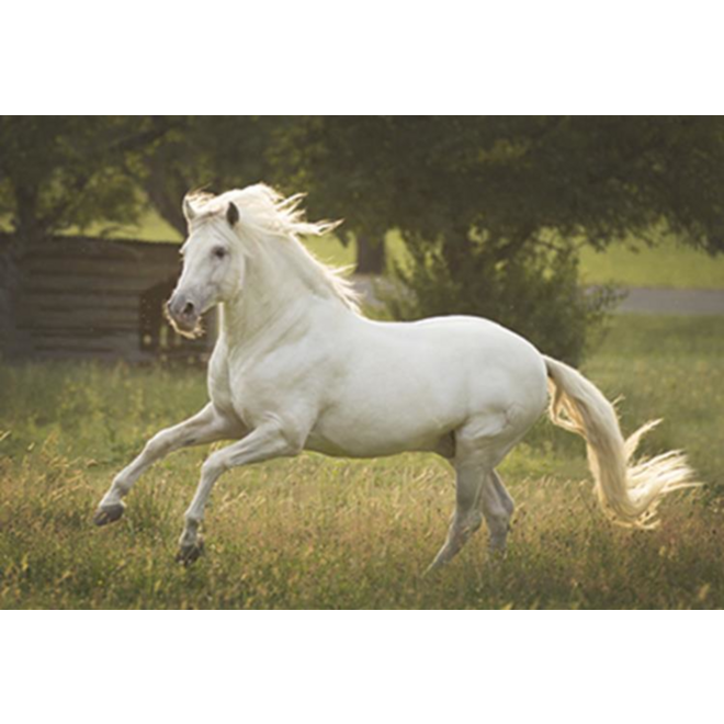 Beloningskaarten 4613 Paarden 4 motieven, 96 stuks