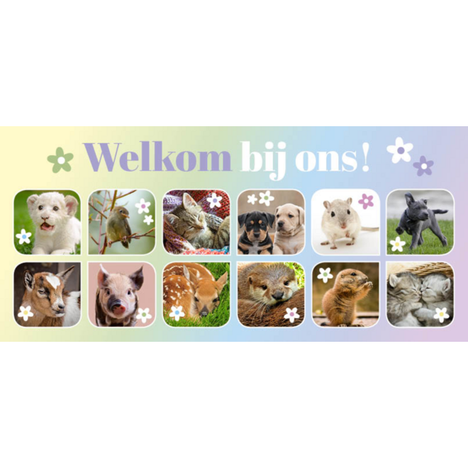 Oproepkaarten 5291 algemeen Lente Diertjes, 2 motieven, 25 stuks