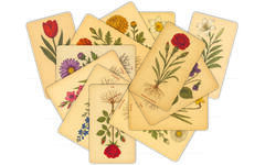 Patroonplaten botanische bloemen 16 x 27 cm, 14 stuks