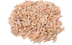 Zeeschelpen Turrid, 300 gram