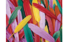 Eenden veren regenboog, 28 Grams