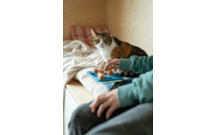 Cat & boxes