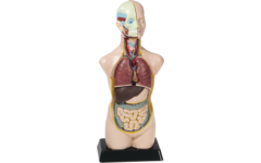 Torso menselijk lichaam 50 cm