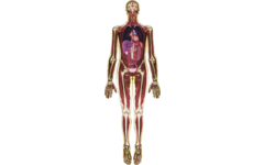 MRI-scan lichaam