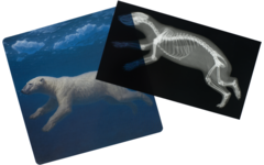 Ontdekkaarten röntgen arctische dieren 16,5 x 18 cm, 30 delig