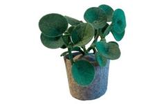 Plant van vilt, Pileo Pepero