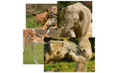 Miniposters 1047 knuffeldieren,  4 motieven, 20 stuks