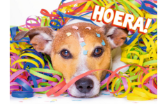 Miniposters 1048 confettidieren, 4 motieven, 20 stuks