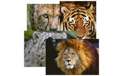 Miniposters 1052 roofkatten, 4 motieven, 20 stuks