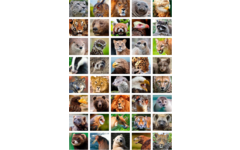 Beloningsstickers 437 roofdieren, 40 motieven, 800 stuks