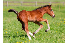 Beloningskaarten 4585 hond, paard en poes, 6 motieven, 96 stuks