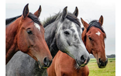 Beloningskaarten 4585 hond, paard en poes, 6 motieven, 96 stuks
