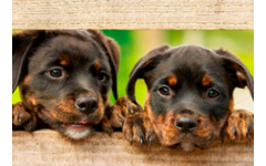 Beloningskaarten 4585 hond, paard en poes, 6 motieven, 96 stuks
