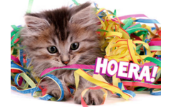 Ansichtkaarten 5747 confettidieren, 4 motieven, 48 stuks