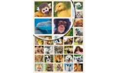 Beloningsstickers Baby Dieren 344, 40 motieven, 800 stuks