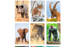 Beloningsstickers Werelddieren 346 36 motieven, 720 stuks
