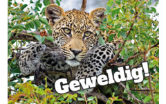 Beloningskaarten Motivatiedieren 4567, 6 motieven, 96 stuks