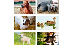 Beloningsstickers 408 boerderijdieren, 36 motieven, 720 stuks