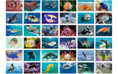 Beloningsstickers 425 onderwaterwereld, 36 motieven, 720 stuks