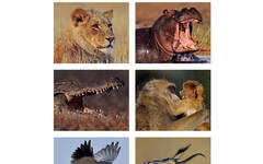 Beloningsstickers 118 Zuid Afrika 30 motieven, 600 stickers