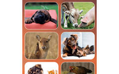 Beloningsstickers 126 Dierenduo's  Zuid Afrika 30 motieven, 600 stickers