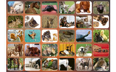 Beloningsstickers 126 Dierenduo's  Zuid Afrika 30 motieven, 600 stickers