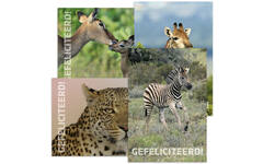 Miniposters 1095 Zuid Afrika 4 motieven, 20 kaarten