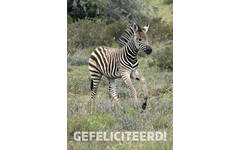 Miniposters 1095 Zuid Afrika 4 motieven, 20 kaarten