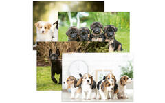 Miniposters 1096 Puppies 4 motieven, 20 kaarten