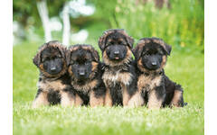 Miniposters 1096 Puppies 4 motieven, 20 kaarten