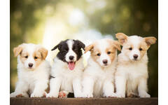 Miniposters 1096 Puppies 4 motieven, 20 kaarten