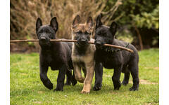 Miniposters 1096 Puppies 4 motieven, 20 kaarten