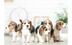 Miniposters 1096 Puppies 4 motieven, 20 kaarten