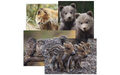 Miniposters Jongen bosdieren 1098 4 motieven, 20 stuks