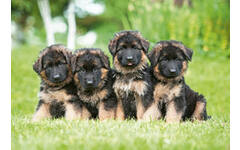 Beloningskaarten puppy's 4627 4 motieven, 96 kaarten