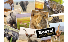 Ansichtkaarten 5753 Dieren in kaders, 4 motieven, 48 stuks