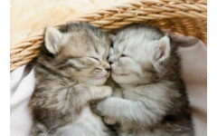 Beloningskaarten 4595 Puppy's en Kittens, 4 motieven, 96 stuks