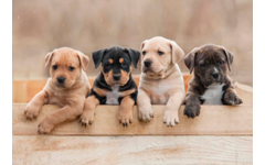 Beloningskaarten 4595 Puppy's en Kittens, 4 motieven, 96 stuks