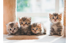 Beloningskaarten 4595 Puppy's en Kittens, 4 motieven, 96 stuks