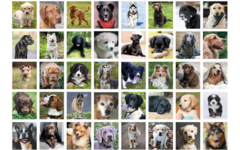 Beloningsstickers 468 Trouwe Viervoeters, 40 motieven, 800 stuks