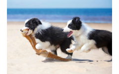 Miniposters 1067 Puppy's en Kittens, 4 motieven, 20 stuks