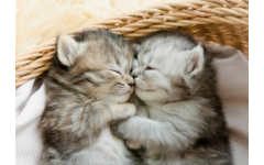 Miniposters 1067 Puppy's en Kittens, 4 motieven, 20 stuks