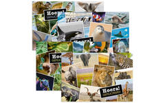 Miniposters 1071 Dieren in Kaders, 4 motieven, 20 stuks