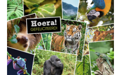Miniposters 1071 Dieren in Kaders, 4 motieven, 20 stuks