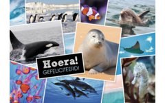 Miniposters 1071 Dieren in Kaders, 4 motieven, 20 stuks