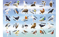 Beloningsstickers 149 Vogels 36 motieven, 720 stuks
