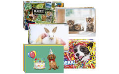 Ansichtkaarten snelbestelpakket Dieren 20-24 mot. 240 st.