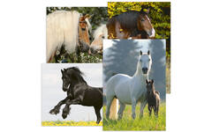 Miniposters Paarden 820 4 motieven, 20 stuks