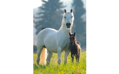 Miniposters Paarden 820 4 motieven, 20 stuks